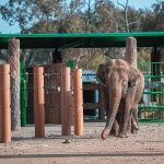 حديقة حيوان جدة جنغل3