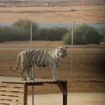حديقة حيوان جدة جنغل5