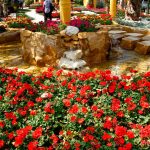 حديقة الأورمان 1