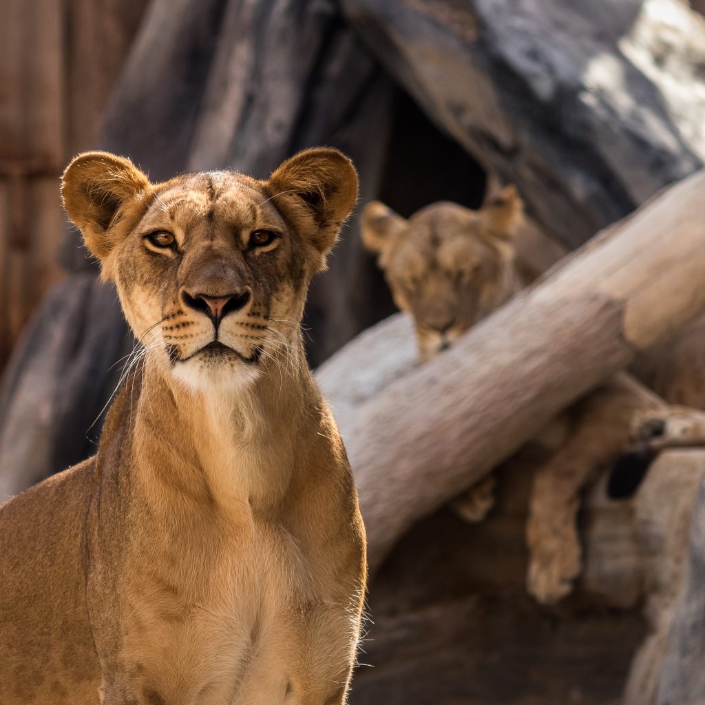 حديقة الإمارات للحيوانات2