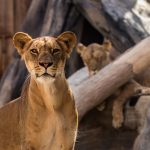 حديقة الإمارات للحيوانات2