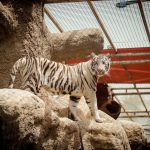 حديقة الإمارات للحيوانات5