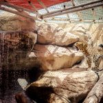 حديقة الإمارات للحيوانات6