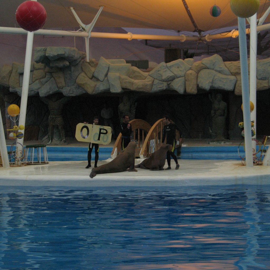 حديقة الدلافين5