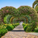 حديقة الزهور (ميراكل جاردن دبي) ٣