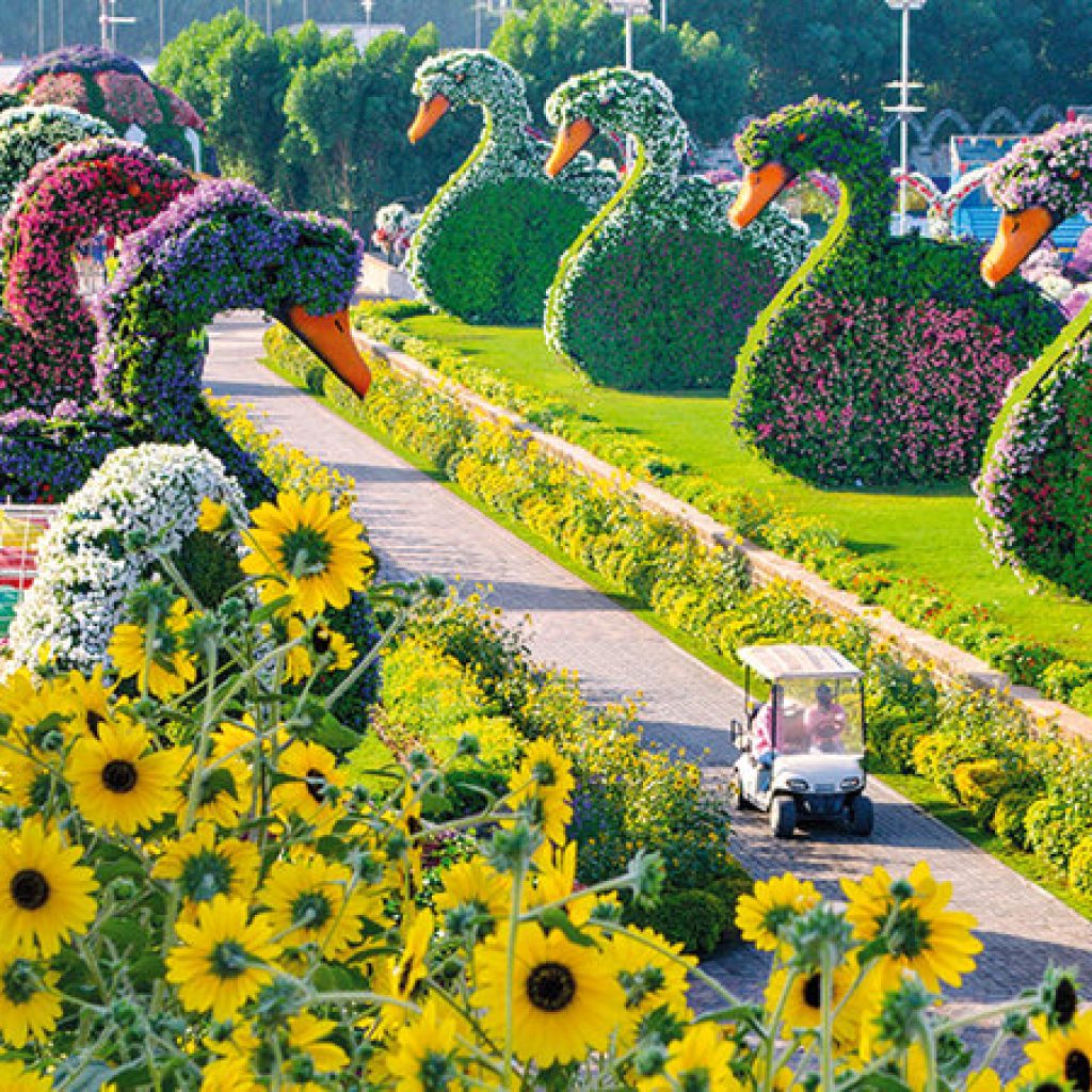 حديقة الزهور (ميراكل جاردن دبي) ٤