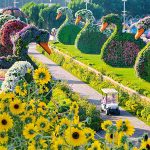 حديقة الزهور (ميراكل جاردن دبي) ٤