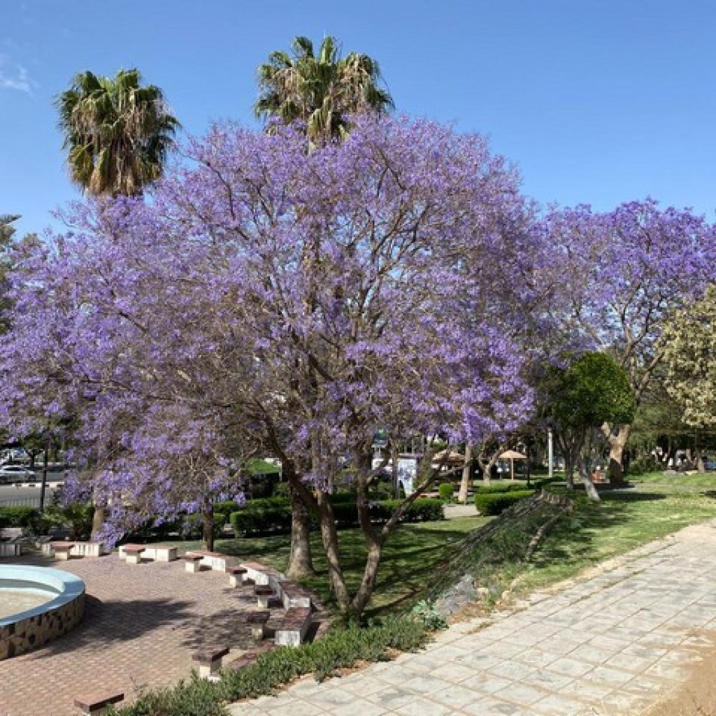 حديقة الشلال