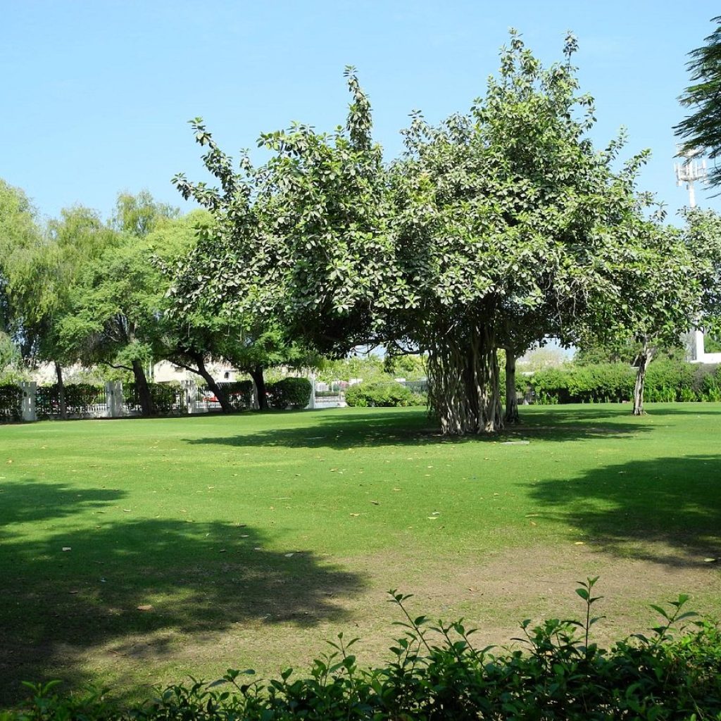 حديقة الصفا ٢