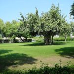 حديقة الصفا ٢