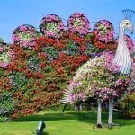 حديقة الفراشات بدبي ٥