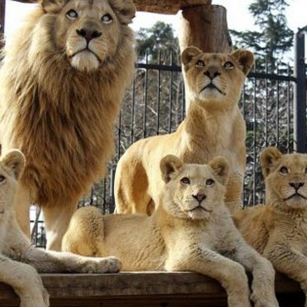 حديقة حيوان تبليسي 4