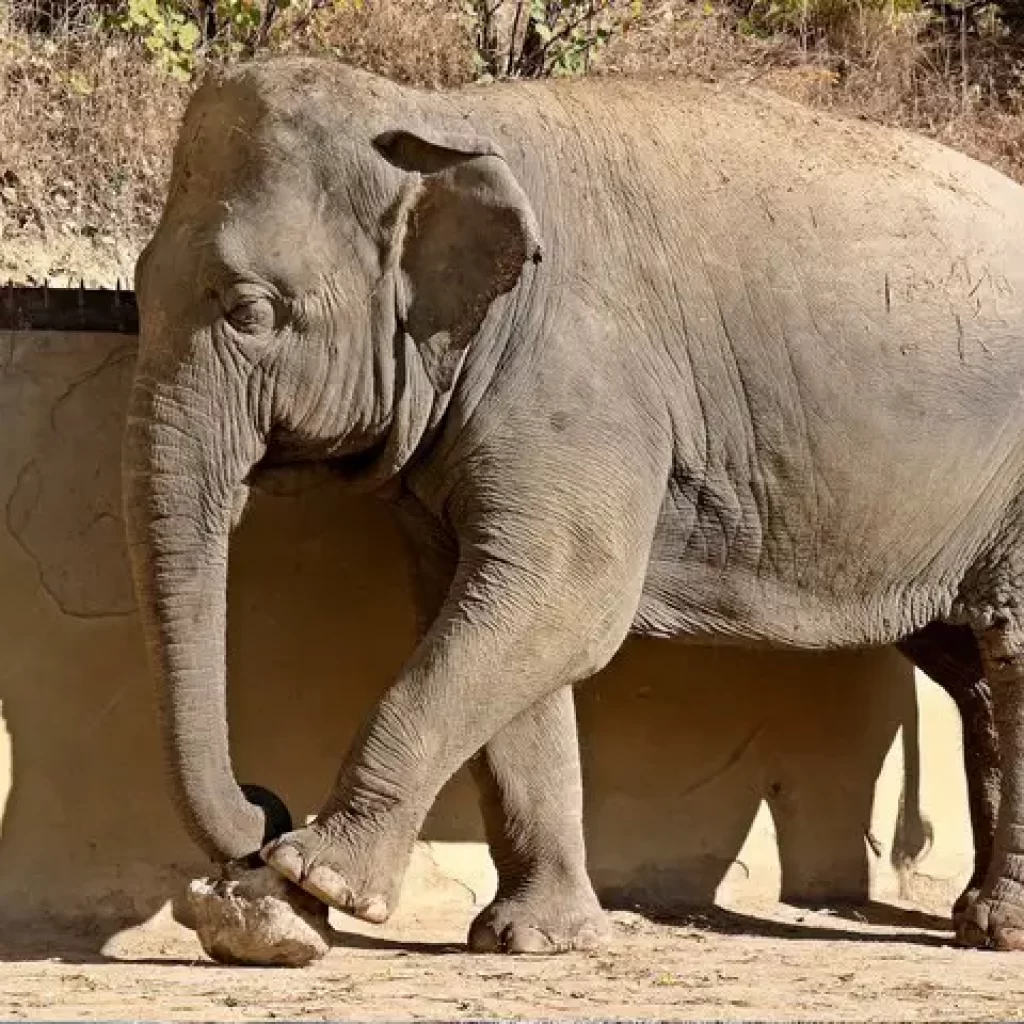 حديقة حيوان تبليسي 2