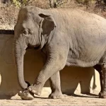 حديقة حيوان تبليسي 2