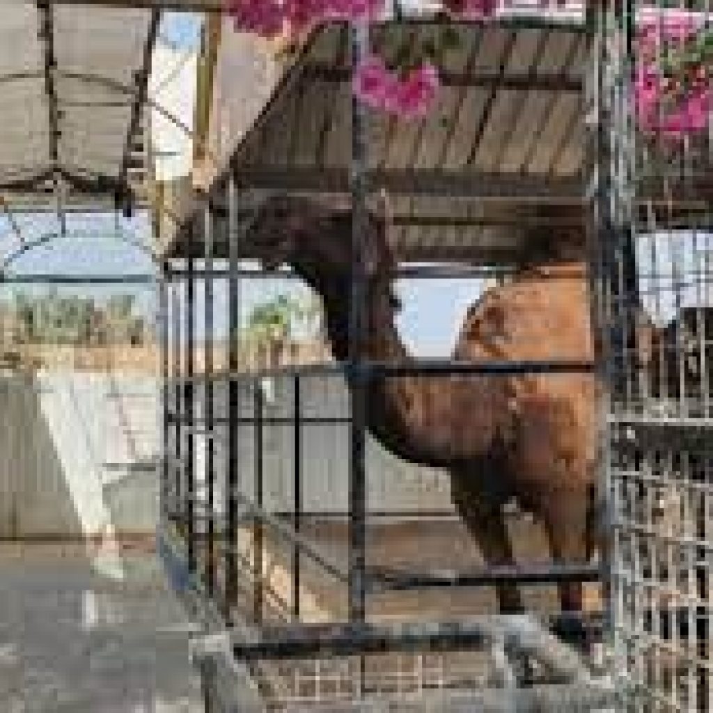 حديقة حيوان تسنيم