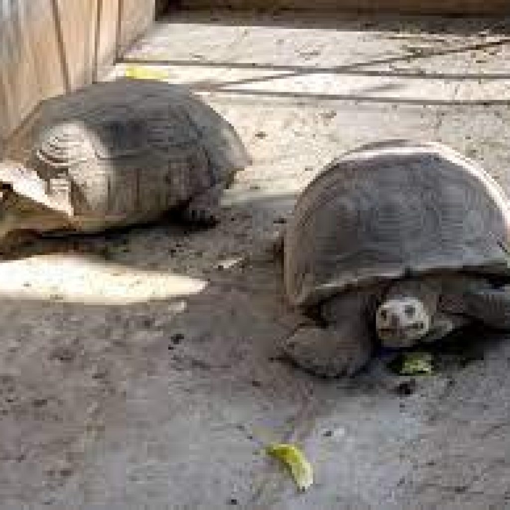 حديقة حيوان تسنيم