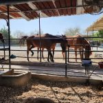 حديقة حيوان تسنيم