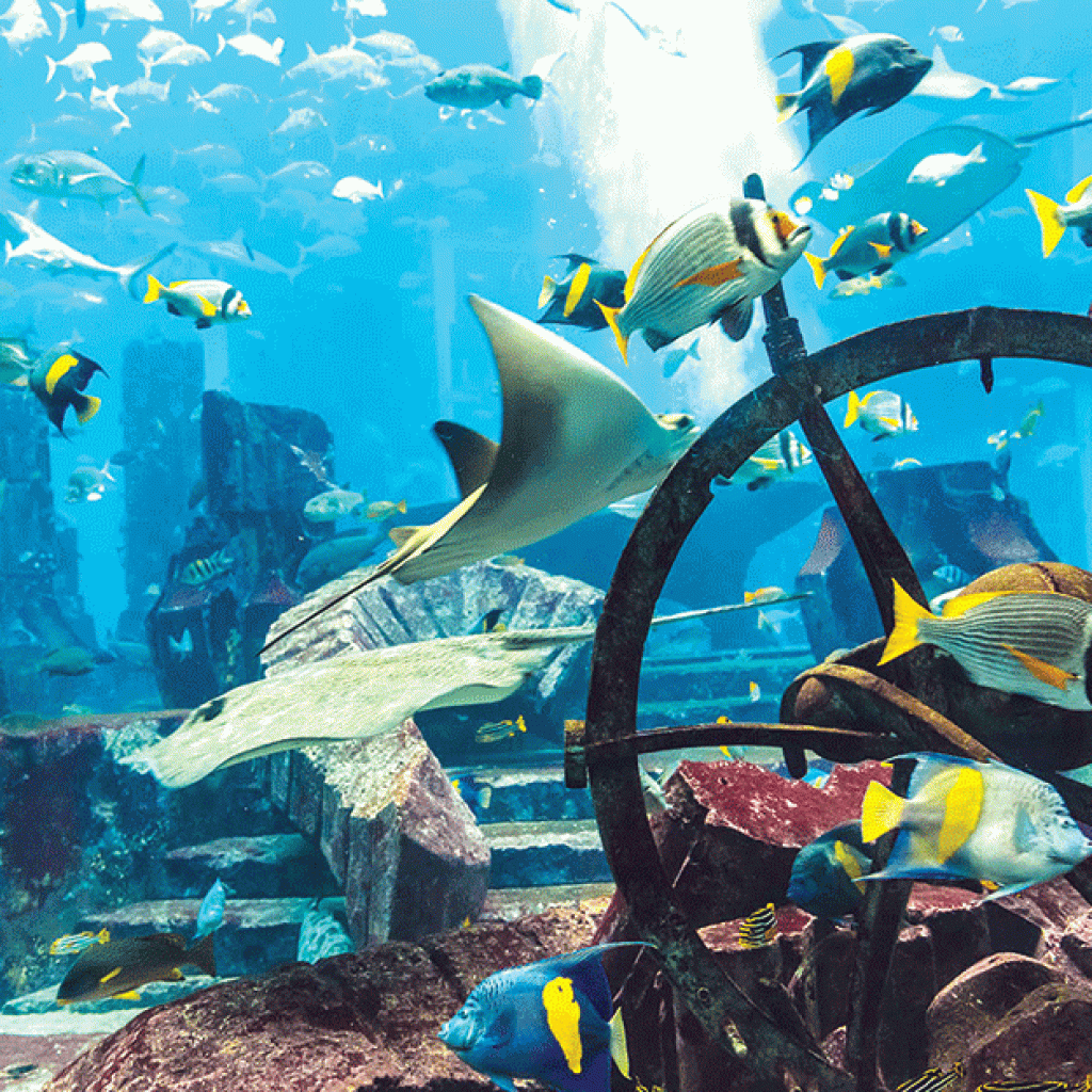 دبي أكواريوم وحديقة الحيوانات المائية