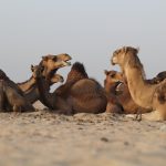 أفضل رحلات السفاري في مدينة جدة