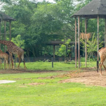 حديقة شبه الجزيرة العربية بمكة المكرمة ٢