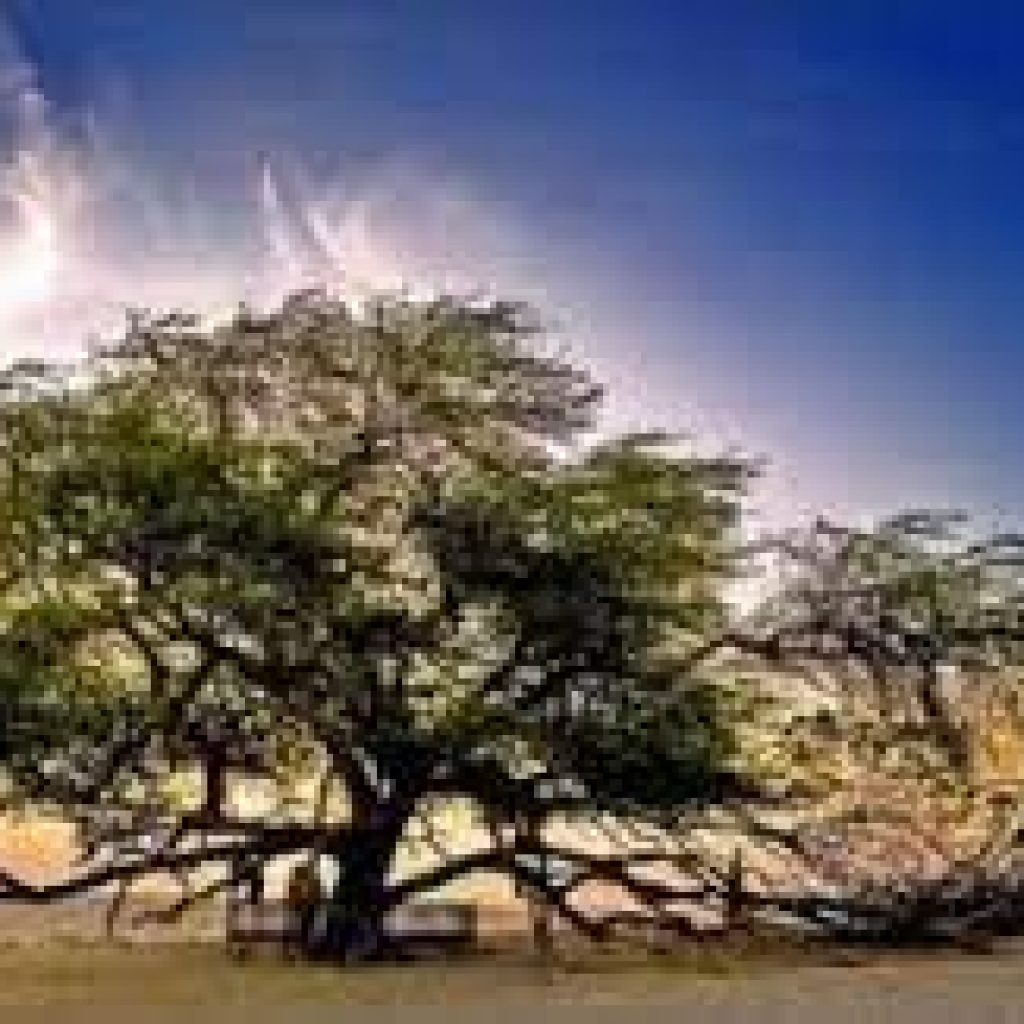 شجرة الحياة