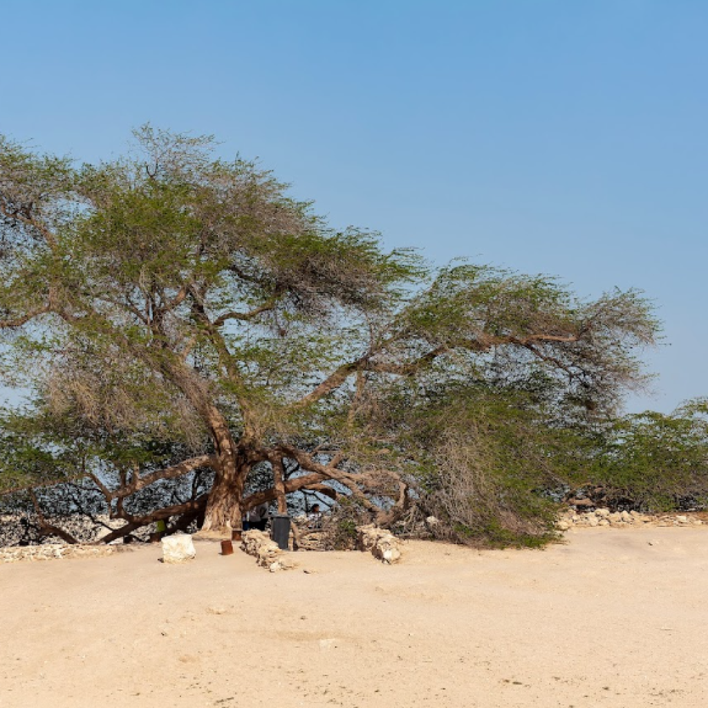 شجرة الحياة