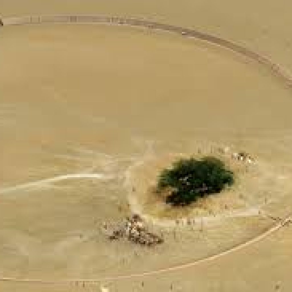 شجرة الحياة