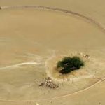 شجرة الحياة