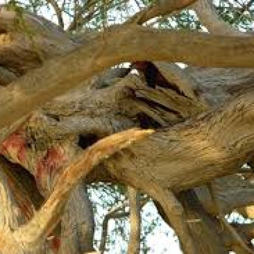 شجرة الحياة