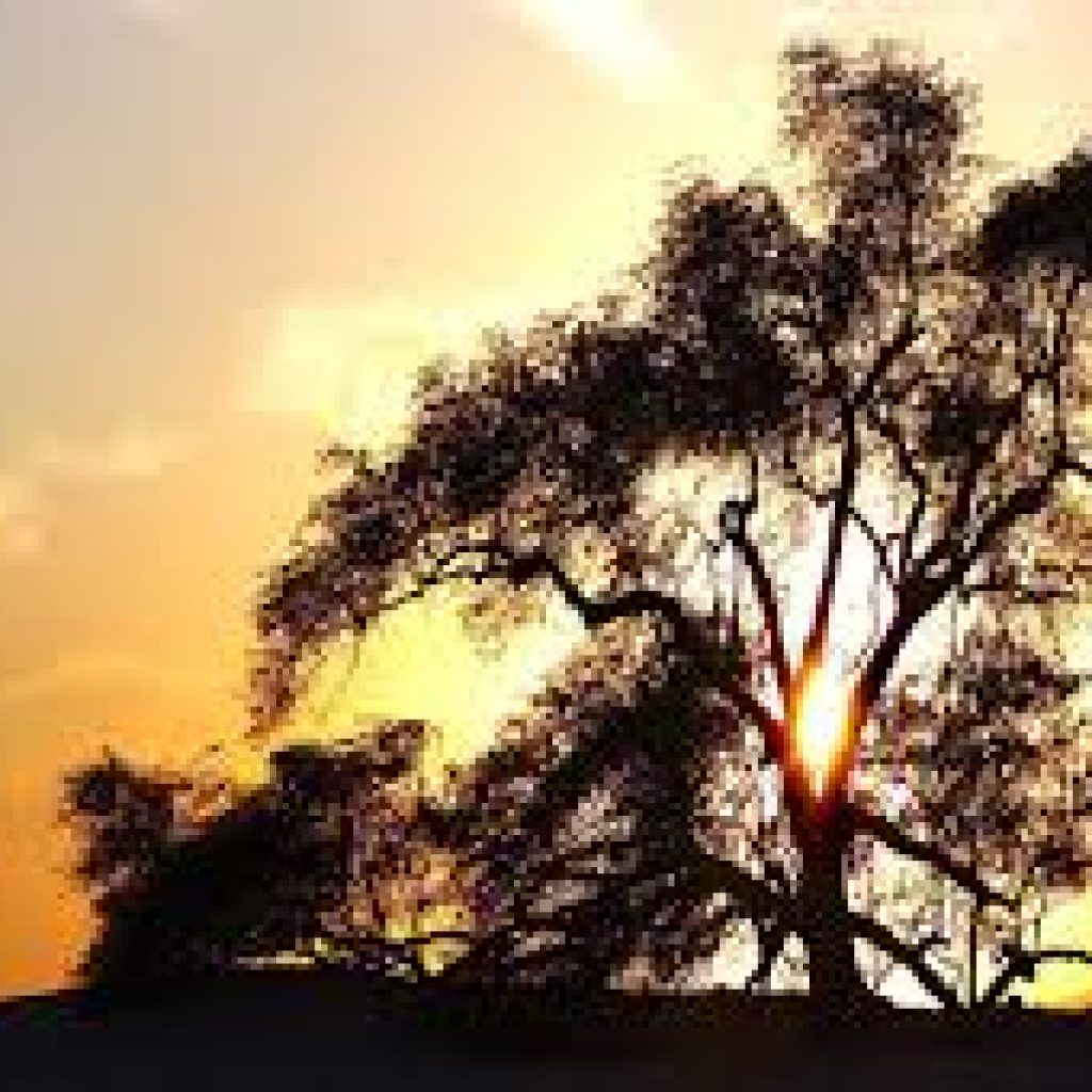 شجرة الحياة