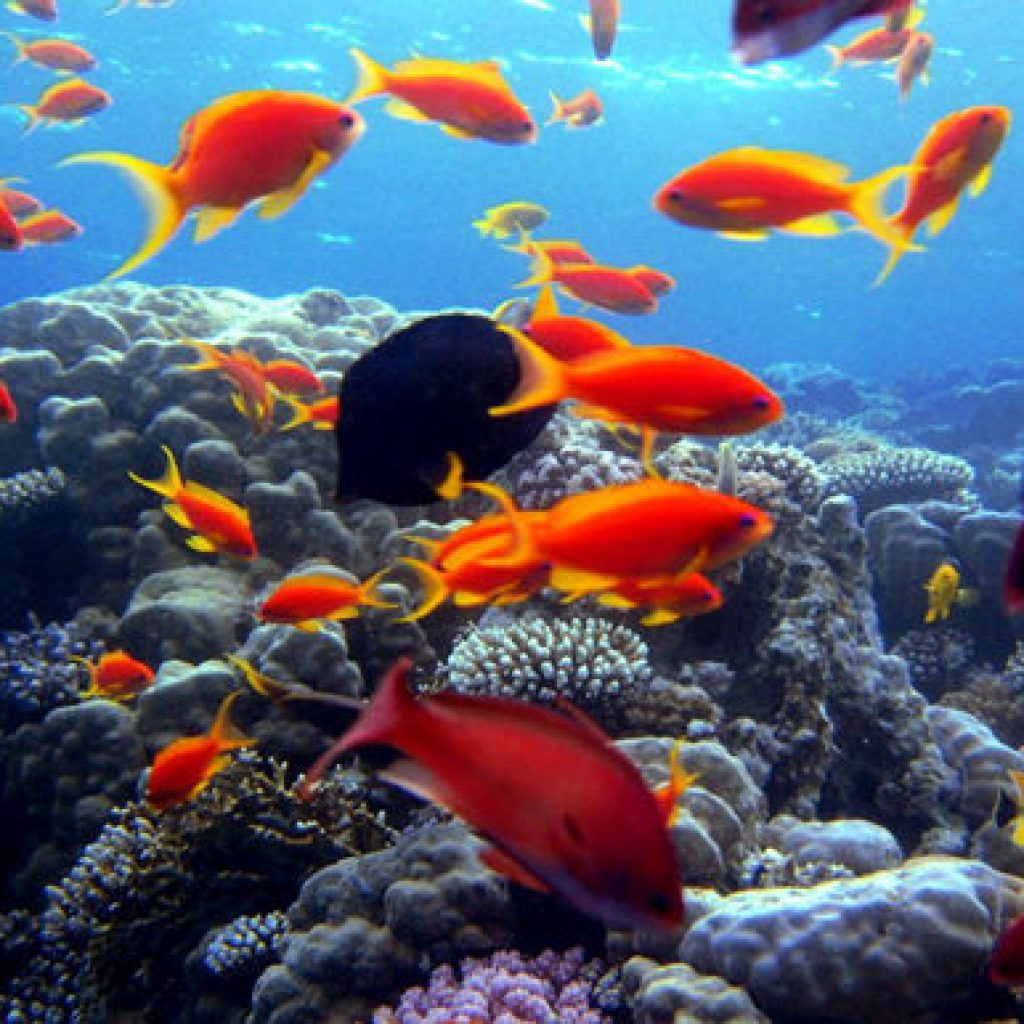 فرع الثروة السمكية بينبع55