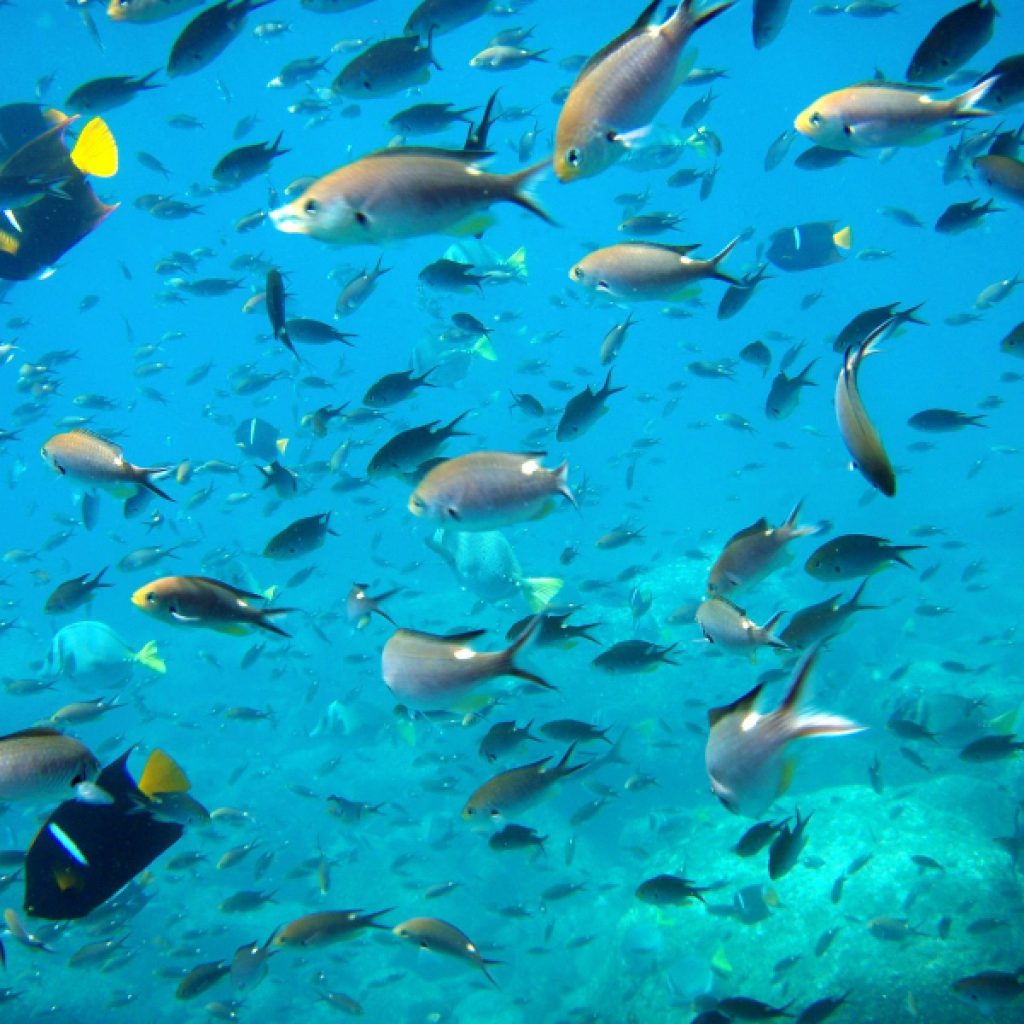 فرع الثروة السمكية بينبع66