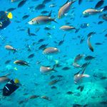 فرع الثروة السمكية بينبع66