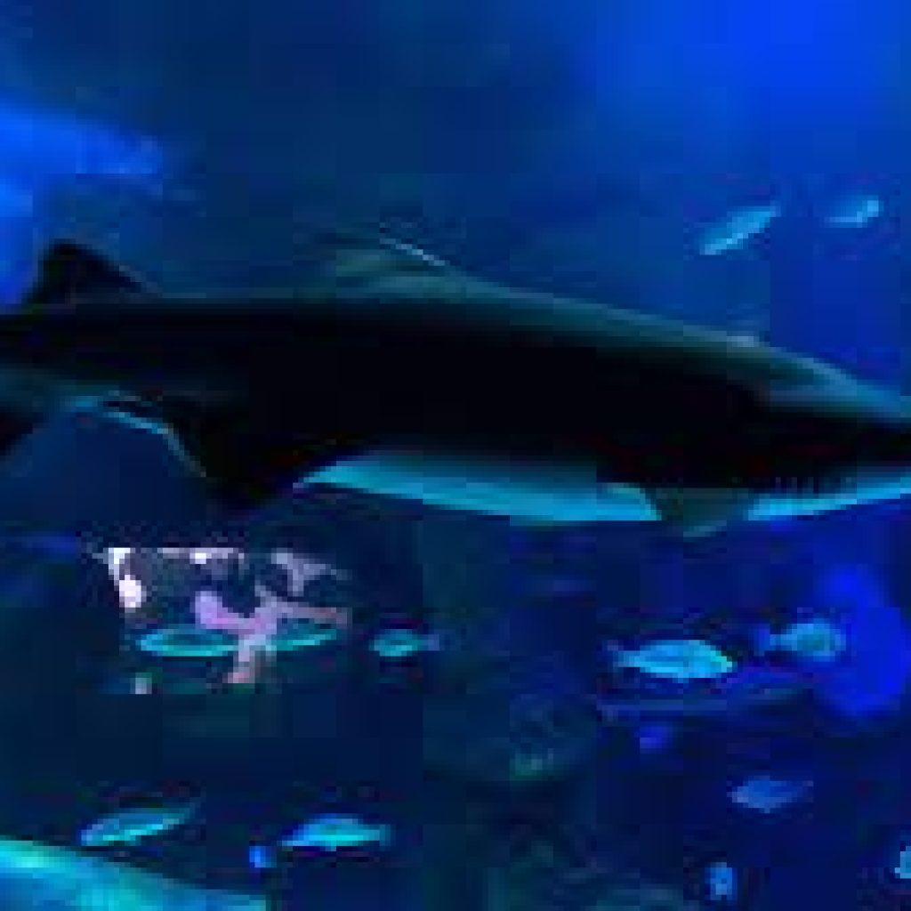 فقيه أكواريوم1