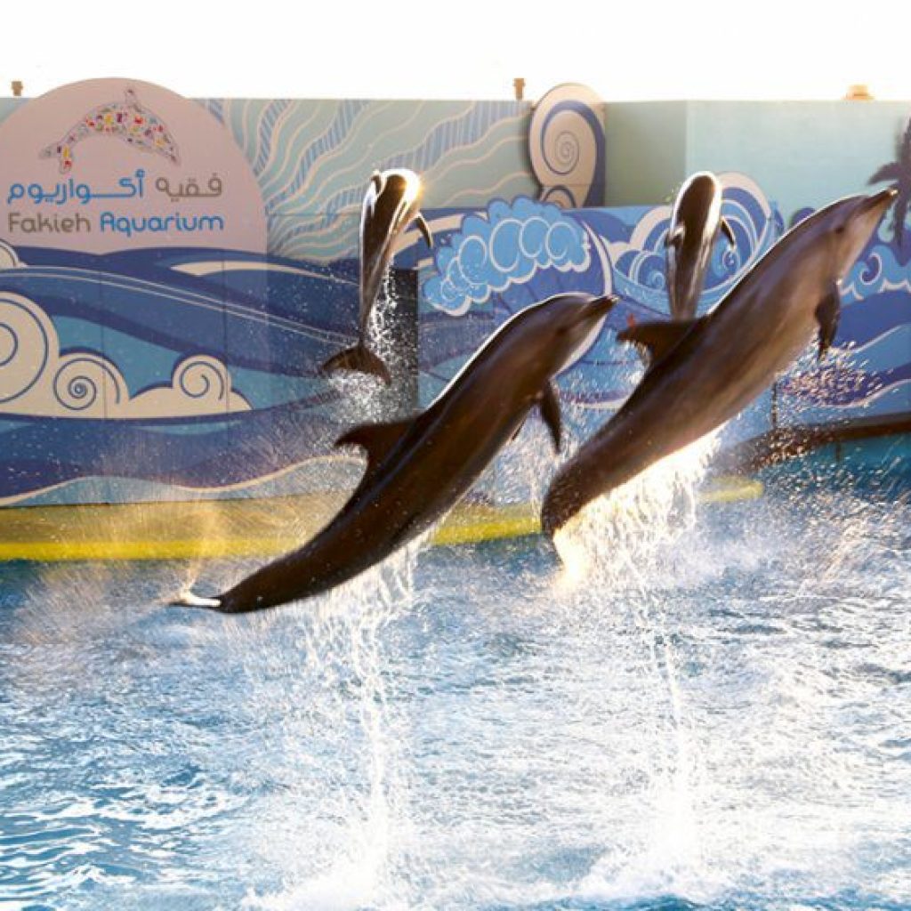 فقيه أكواريوم