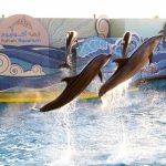 فقيه أكواريوم2