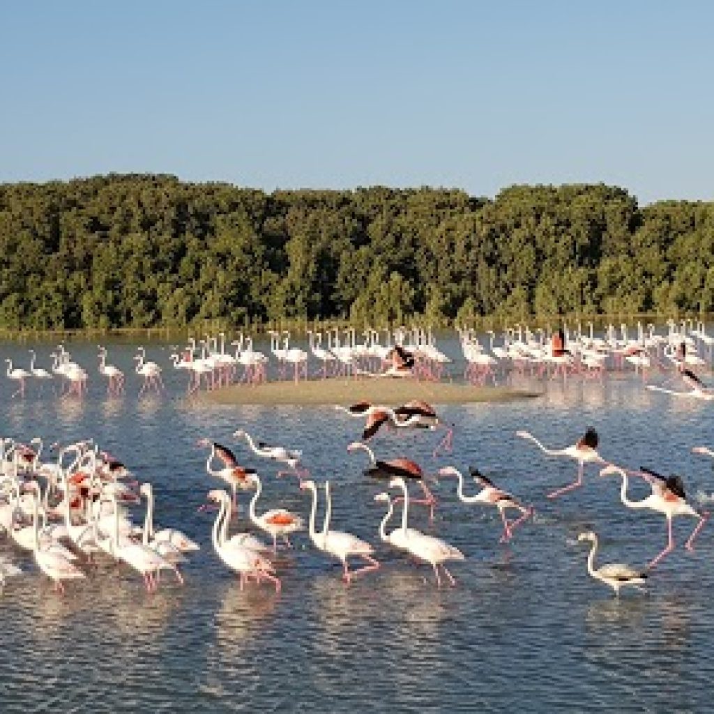 محمية رأس الخور للحياة البرية
