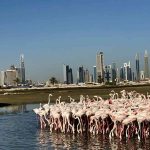 محمية رأس الخور للحياة البرية