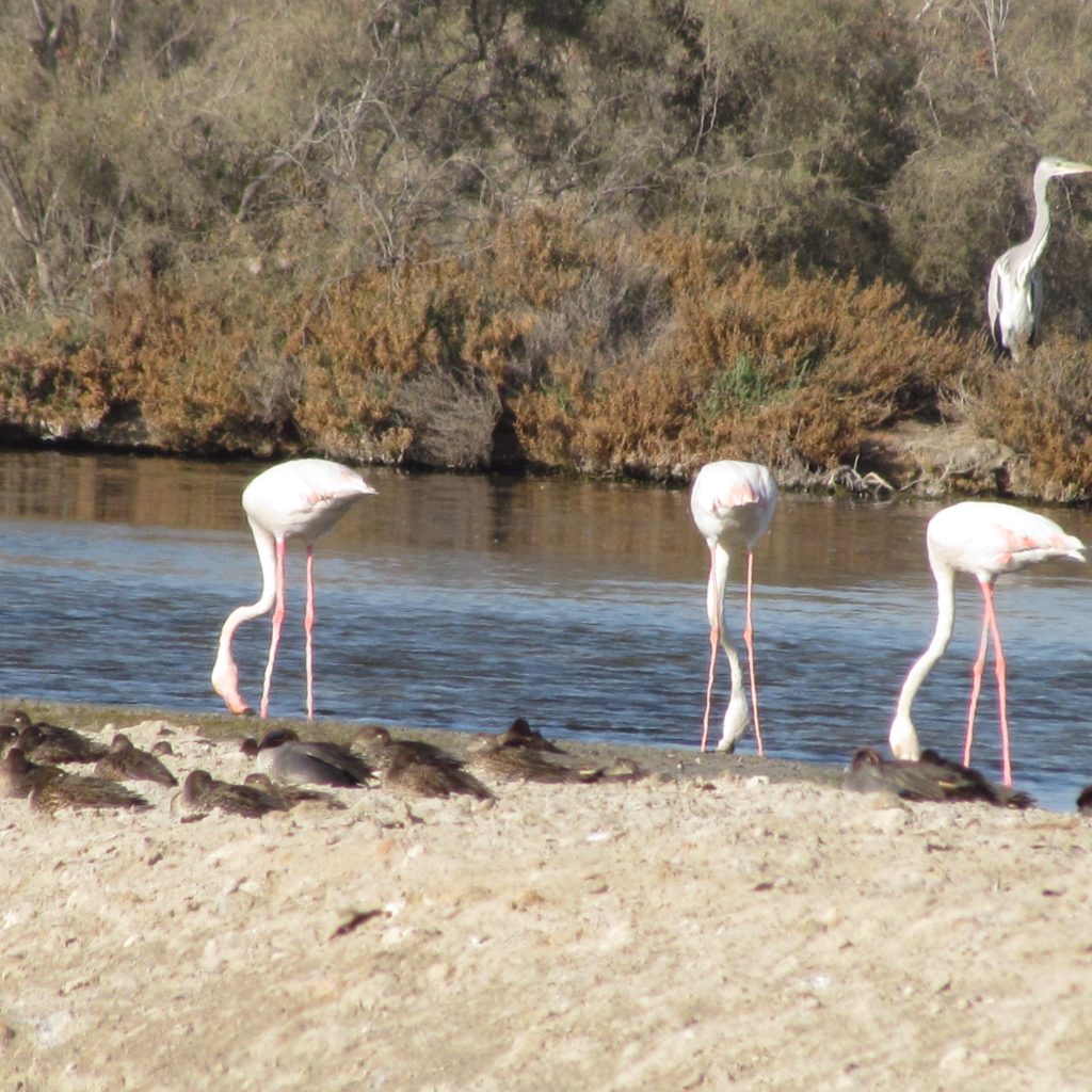 محمية رأس الخور للحياة البرية