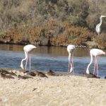 محمية رأس الخور للحياة البرية