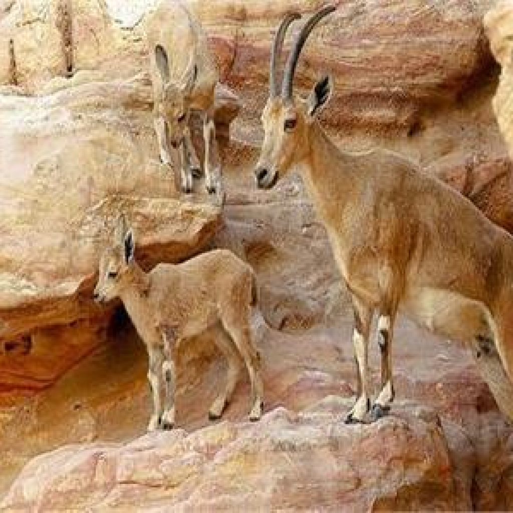 محمية وادي دجلة 3