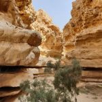 محمية وادي دجلة 1