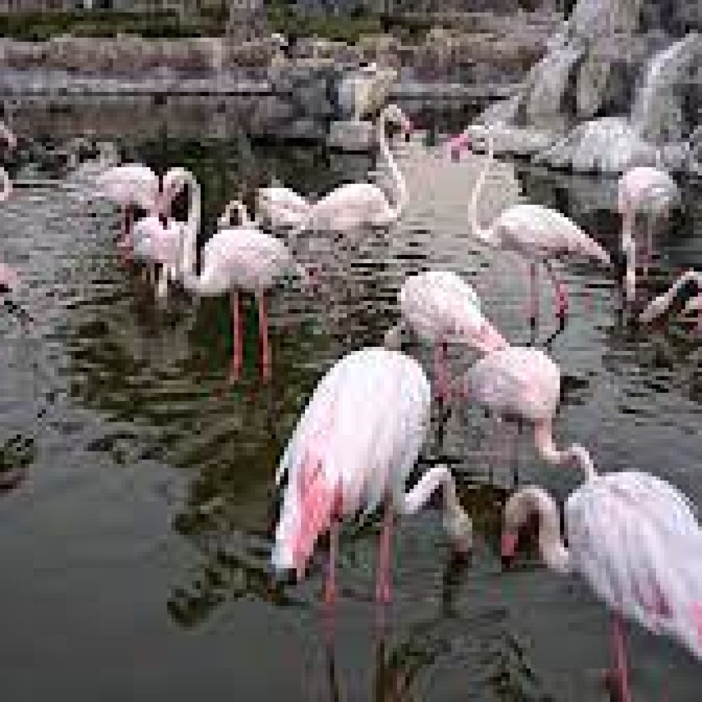 منتزه ومحمية العرين للحياة البرية