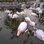 منتزه ومحمية العرين للحياة البرية