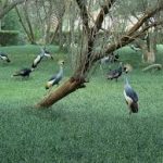 منتزه ومحمية العرين للحياة البرية