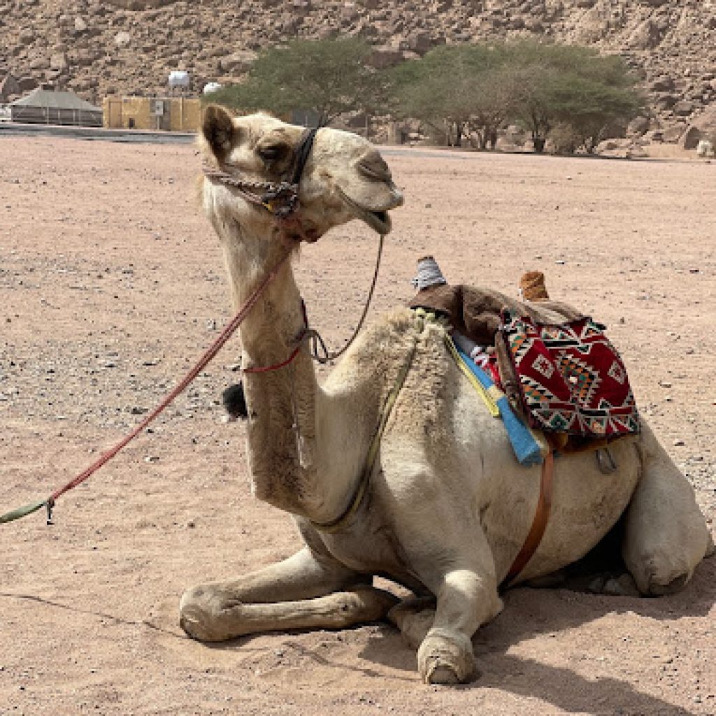 وادي الجن في البيضاء4