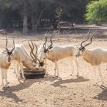 حديقة حيوان ومحمية الدوسري1