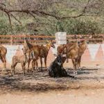 حديقة حيوان ومحمية الدوسري3