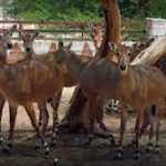 حديقة حيوان ومحمية الدوسري4