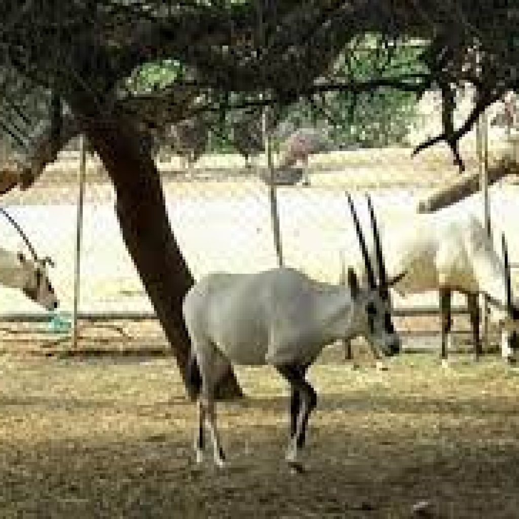 حديقة حيوان ومحمية الدوسري6